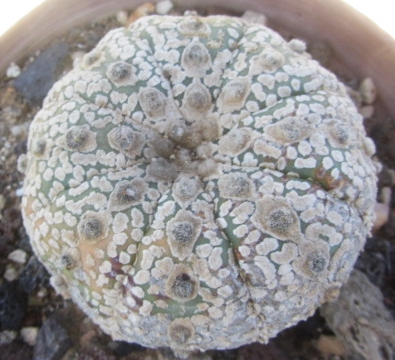 Astrophytum <br>asterias kabuto
