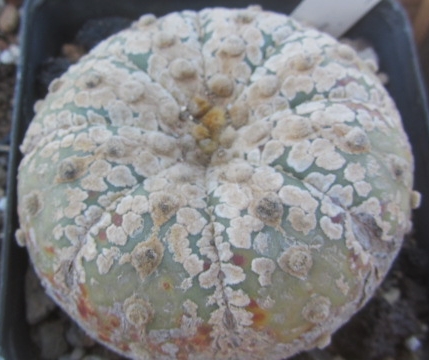 Astrophytum <br>asterias kabuto