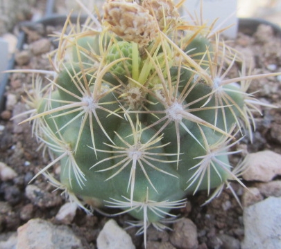 Thelocactus <br>bicolor albiflorus