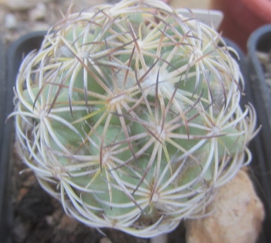 Coryphantha <br>reduncispina