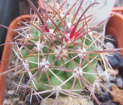 Ferocactus <br>fordi fma