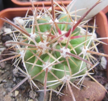 Ferocactus <br>fordi x schwarzii f2