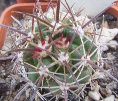Ferocactus <br>fordi x schwarzii f2