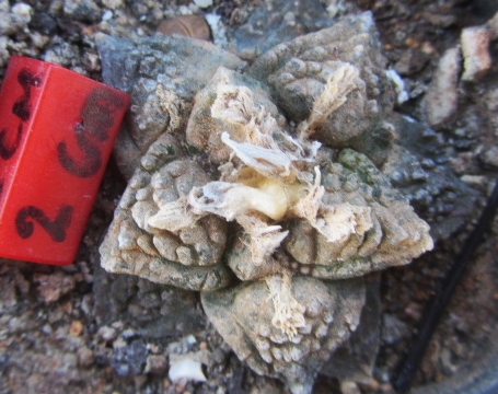 Ariocarpus <br>fissuratus fma