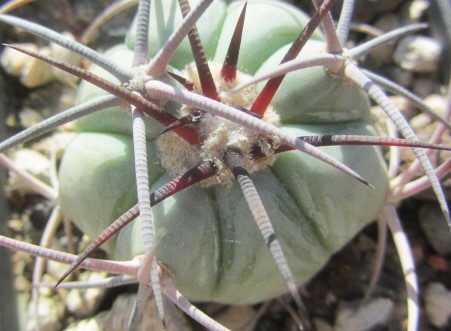 Echinocactus <br>horizonthalonius