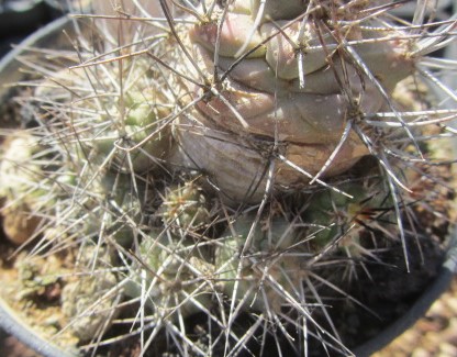 Turbinicarpus <br>gieldorfianus