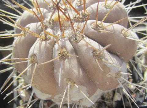 Copiapoa <br>haseltoniana