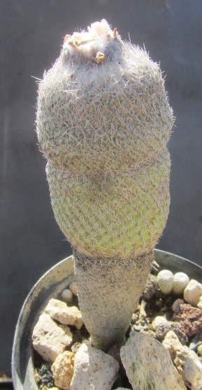Epithelantha <br>pachyrhiza