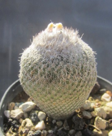 Epithelantha <br>pachyrhiza