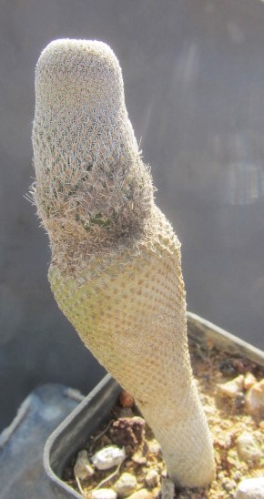 Epithelantha <br>pachyrhiza