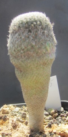 Epithelantha <br>pachyrhiza