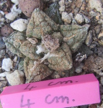 Ariocarpus <br>fissuratus