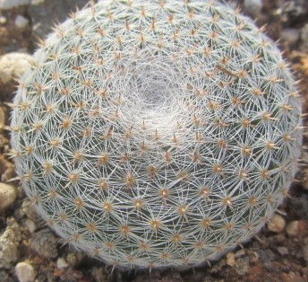 Mammillaria microthele