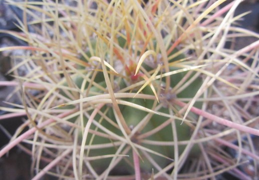 Ferocactus <br>cylindraceus rostii