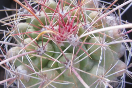 Ferocactus <br>hamathacanthus