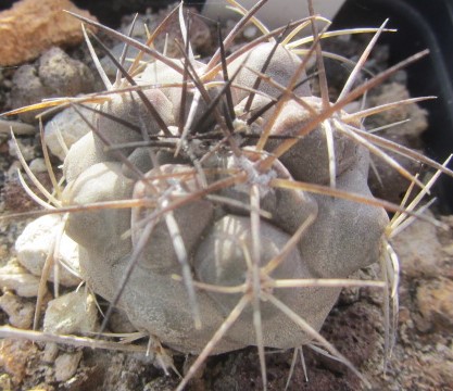 Copiapoa sp