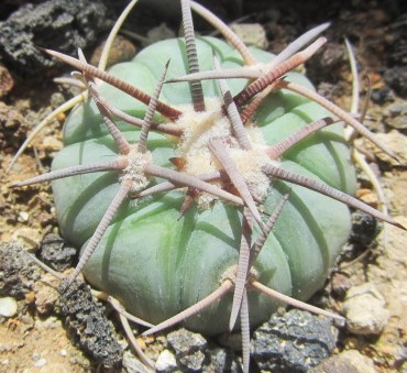 Echinocactus <br>horizonthalonius