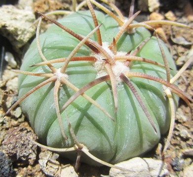 Echinocactus horizonthalonius
