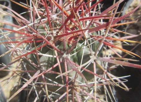 Ferocactus gracilis fma