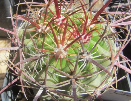 Ferocactus <br>sp