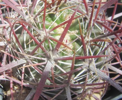 Ferocactus <br>sp