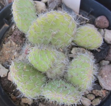 Opuntia corrugata