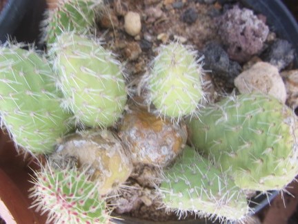 Opuntia <br>corrugata