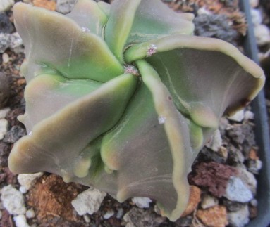 Astrophytum <br>myriostigma fukuryu nudum