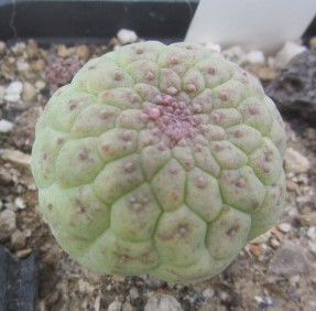 trichocaulon <br>cactiformis