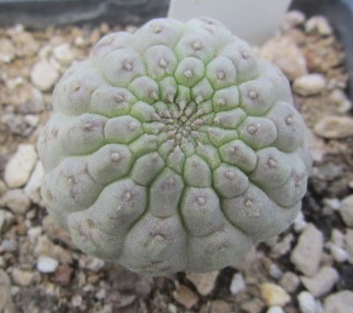 trichocaulon <br>cactiformis