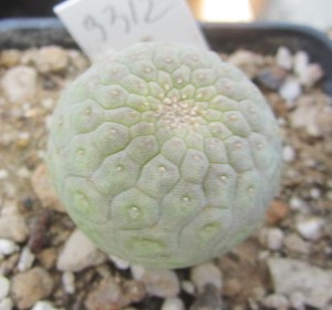 trichocaulon cactiformis