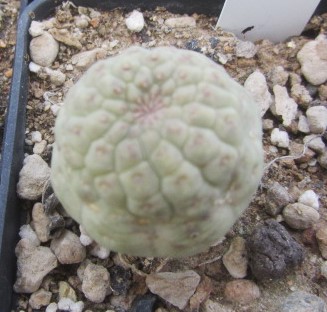 trichocaulon cactiformis