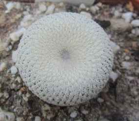 Epithelantha <br>bokei