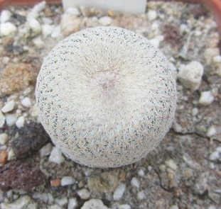 Epithelantha <br>bokei