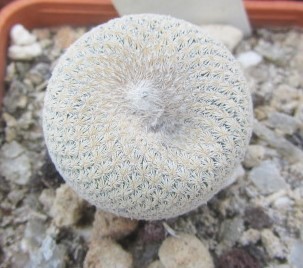 Epithelantha <br>bokei