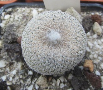 Epithelantha bokei