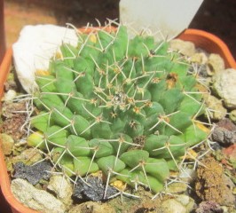 Mammillaria <br>roseoalba 