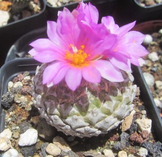 Pelecyphora <br>strobiliformis 