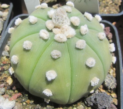 Astrophytum <br>asterias nudum