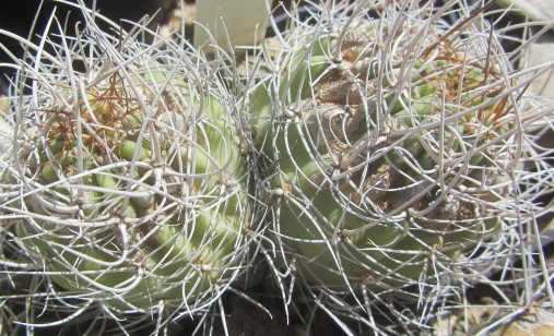 Lobivia <br>lateritia cintiensis