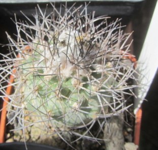 Turbinicarpus <br>gieldorfianus