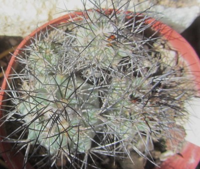 Turbinicarpus <br>gieldorfianus