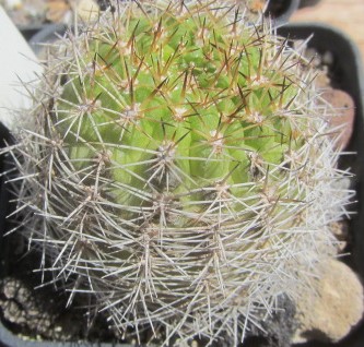 Matucana <br>intertexta