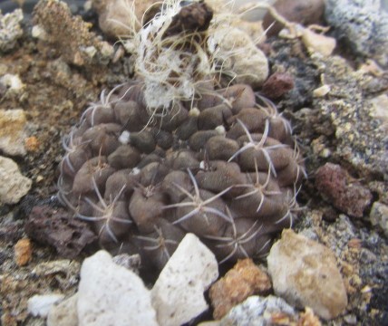 Thelocephala <br>occulta