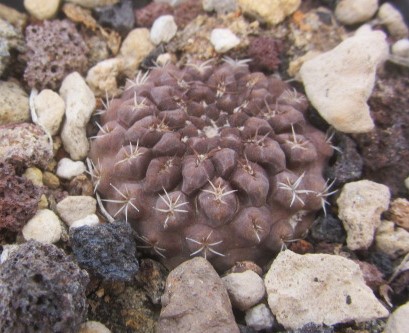 Thelocephala <br>occulta