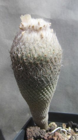 Epithelantha <br>pachyrhiza