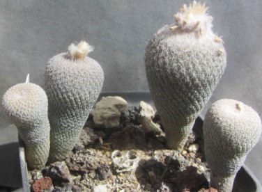 Epithelantha <br>pachyrhiza