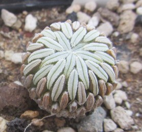 Pelecyphora <br>aselliformis
