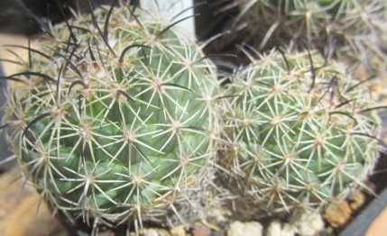 Coryphantha <br>jalapensis