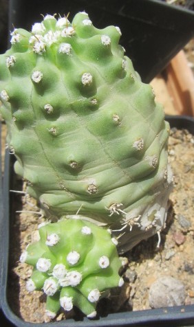 Echinocereus triglochidiatus inermis